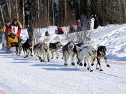 Iditarod