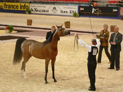    Salon du Cheval