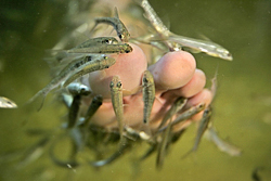 Doctor Fish