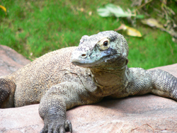 Varanus komodoensis