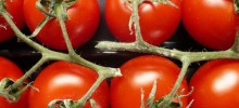 tomatoes-220x100.jpeg